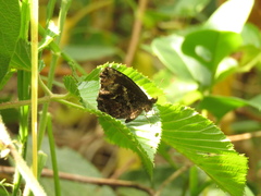 Panyapedaliodes drymaea