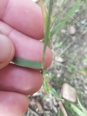 Eragrostis cilianensis