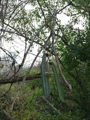 Parmentiera aculeata