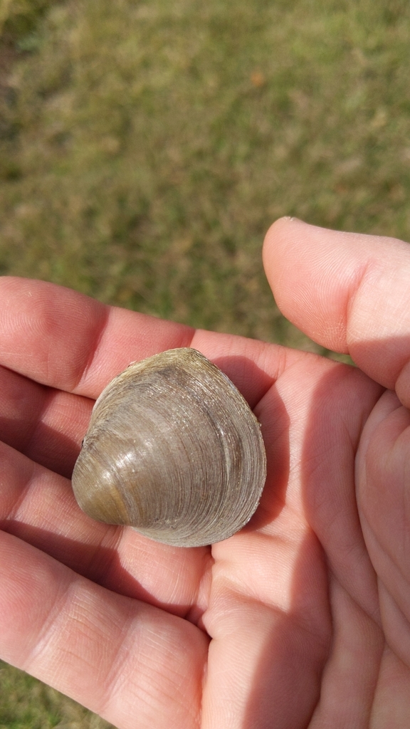 Lousiana Pigtoe