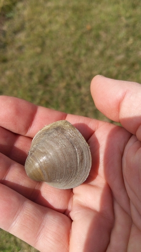 Lousiana Pigtoe