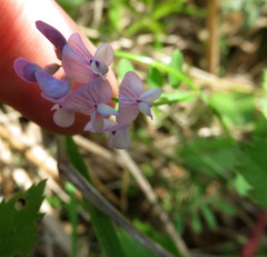 Vicia ludoviciana