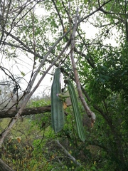 Parmentiera aculeata