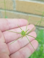 Sisymbrium irio