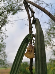 Parmentiera aculeata