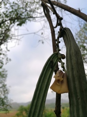 Parmentiera aculeata