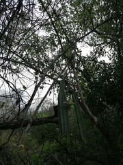 Parmentiera aculeata