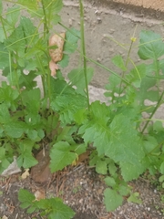 Sisymbrium irio