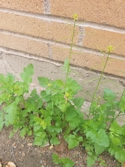 Sisymbrium irio