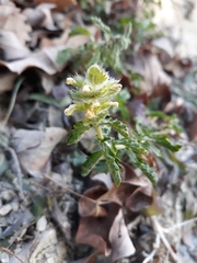 Sideritis hirsuta