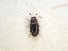 Mycetophagidae