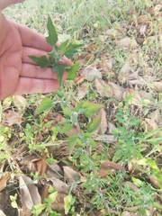 Chenopodium album