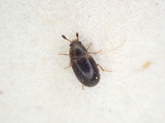 Mycetophagidae
