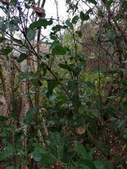 Coccoloba liebmannii