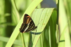 Adelpha syma