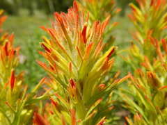 Castilleja covilleana