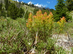 Castilleja covilleana