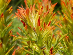 Castilleja covilleana