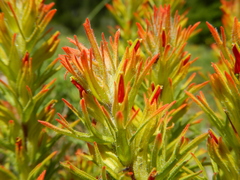 Castilleja covilleana