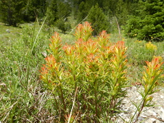 Castilleja covilleana