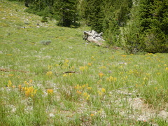 Castilleja covilleana