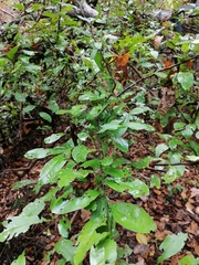 Achatocarpus oaxacanus