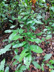 Achatocarpus oaxacanus