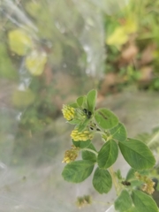 Medicago lupulina