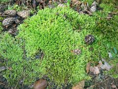 Sciuro-hypnum curtum