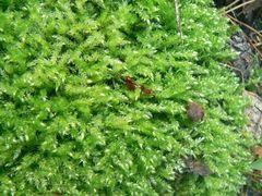 Sciuro-hypnum curtum