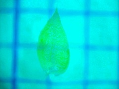 Sciuro-hypnum curtum