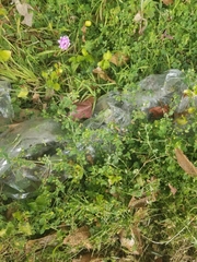 Medicago lupulina