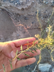 Plectrocarpa tetracantha