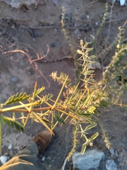 Plectrocarpa tetracantha