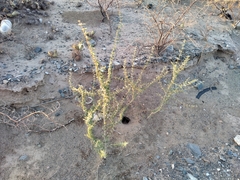 Plectrocarpa tetracantha