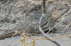 Gallotia stehlini