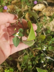 Solanum nigrum