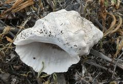 Stramonita haemastoma