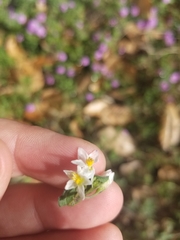 Solanum nigrum