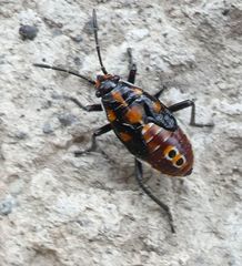 Spilostethus pandurus