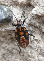 Spilostethus pandurus