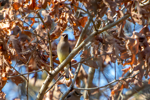 Cedar Waxwing photographed in Tennessee