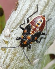 Spilostethus pandurus