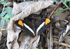Adelpha syma