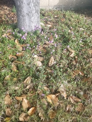 Solanum nigrum