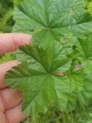 Malva parviflora