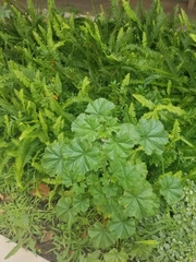 Malva parviflora