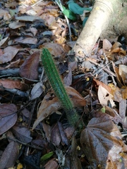 Acanthocereus hesperius