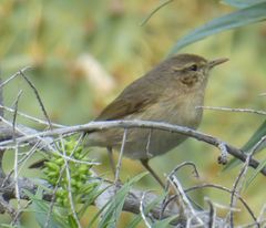 Phylloscopus canariensis