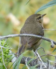 Phylloscopus canariensis